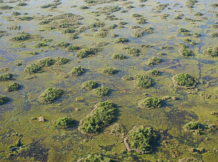 Aerial view of tree islands in the northern Everglades. Photo courtesy of Flickr/Brian Garrett.
